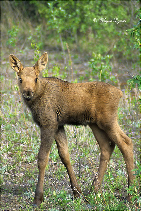 Moose Calf 122 by Dr. Wayne Lynch &copy;